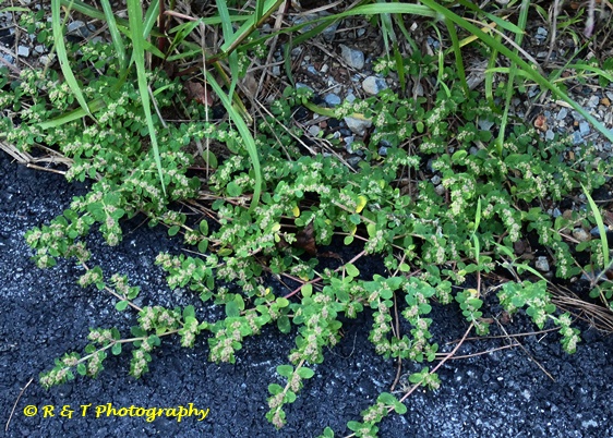 {Euphorbia humistrata